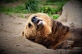 Sleepy Brown Bear Royalty Free Stock Photo