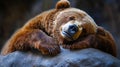 Sleepy brown bear resting on a rock Royalty Free Stock Photo