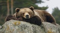 Sleepy brown bear resting on a rock (1 Royalty Free Stock Photo