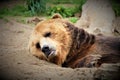 Sleepy Brown Bear Royalty Free Stock Photo