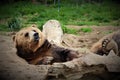 Sleepy Brown Bear Royalty Free Stock Photo