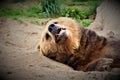 Sleepy Brown Bear Royalty Free Stock Photo