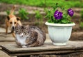 Sleepy brown cat ignoring dog Royalty Free Stock Photo