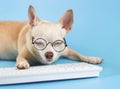 Sleepy brown Chihuahua dog, working too hard on computer keyboard with his eyes closed Royalty Free Stock Photo