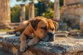 Sleepy Brown Dog Lounging on Ancient Ruins in Warm Sunlight, Relaxing Canine Amidst Historic Stones