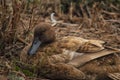 The Sleepy Brown Duck in the Brown Grass