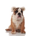 Sleepy brown english bulldog with bear ears sitting