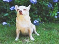 Sleepy brown short hair chihuahua dog sitting on green grass in the garden with purple flowers background Royalty Free Stock Photo