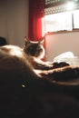 Sleepy brown and white cat looking straight to camera Royalty Free Stock Photo