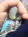 The sleepy budgie Royalty Free Stock Photo