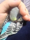 The sleepy budgie