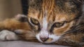 Sleepy calico cat portrait