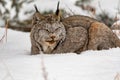 Sleepy Canada Lynx Lynx canadensis in winter snow Royalty Free Stock Photo