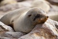 Sleepy cape fur seal Royalty Free Stock Photo