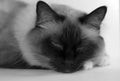 Sleepy cat Royalty Free Stock Photo