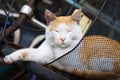 Sleepy cat Royalty Free Stock Photo