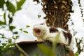 Sleepy cat in black and white sits on a fence and yawns. Royalty Free Stock Photo