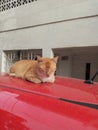 A sleepy cat do morning sunbathe on a red car