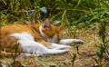 Sleepy cat in the field Royalty Free Stock Photo