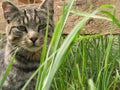 Half domestic pet that took a walk outdoors. Cat that  sits behind the green grass. Royalty Free Stock Photo