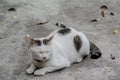 Sleepy cat on ground Royalty Free Stock Photo