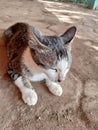 Sleepy cat in ground Royalty Free Stock Photo