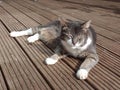 Sleepy cat lazing on a deck