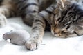 Sleepy cat and mouse toy on white towel Royalty Free Stock Photo