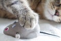 Sleepy cat and mouse toy on white towel Royalty Free Stock Photo