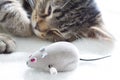 Sleepy cat and mouse toy on white towel Royalty Free Stock Photo