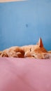 Sleepy cat on my favorite and confy room Royalty Free Stock Photo