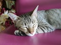 Sleepy cat, Cat nap. One of best freind is a cat. Royalty Free Stock Photo