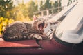 Sleepy cat on an old car Royalty Free Stock Photo