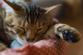 Sleepy cat with paw Royalty Free Stock Photo