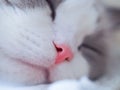 Sleepy cat with pink nose.