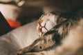 Sleepy cat portrait. Close up view of tabby cat sleeping. Beautiful short haired cat.