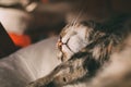 Sleepy cat portrait. Close up view of tabby cat sleeping. Beautiful short haired cat.