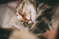 Sleepy cat portrait. Close up view of tabby cat sleeping. Beautiful short haired cat.