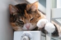 Sleepy cat rest on warm battery indoors. Cute kitten lying on hot radiator in apartment feel cozy