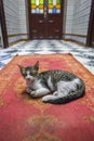 Sleepy cat on riad doorway Royalty Free Stock Photo