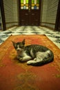 Sleepy cat on riad doorway Royalty Free Stock Photo