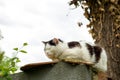 Sleepy cat sits on a fence in the countryside Royalty Free Stock Photo