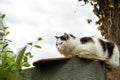 Sleepy cat sits on a fence in the countryside Royalty Free Stock Photo