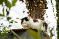 Sleepy cat sits on a fence in the countryside Royalty Free Stock Photo