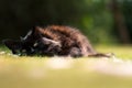 Sleepy Cat on Summer Grass