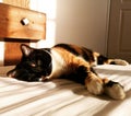 Sleepy cat sun home 1 Royalty Free Stock Photo