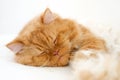 Sleepy cat Royalty Free Stock Photo