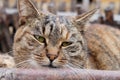 Sleepy cat Royalty Free Stock Photo