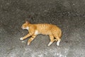 Sleepy cat with white brown fur on floor Royalty Free Stock Photo