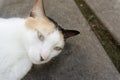 Sleepy cat with white brown fur on floor Royalty Free Stock Photo